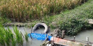 ILUSTRASI: Pengairan sawah dengan memanfaatkan pompa di sungai wilayah Kecamatan Guntur, Kabupaten Demak. (Burhanuddin Aslam/Lingkarjateng.id)