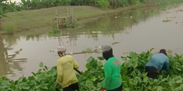 Sawah Kerap Banjir, Petani Sukolilo Pati Tagih Janji Normalisasi Sungai Silugonggo 1 Sungai Silugonggo Pati. (Lingkarjateng.id)