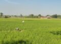 Andalkan Embung dan Pompanisasi, Petani Mojorembun Rembang Sukses Tanam Padi di MT3 33 Pemanfaatan pompanisasi di lahan sawah Desa Mojorembun, Kecamatan Kaliori, Kabupaten Rembang. (Dok. Kelompok Tani Budi Luhur/Lingkarjateng.id)