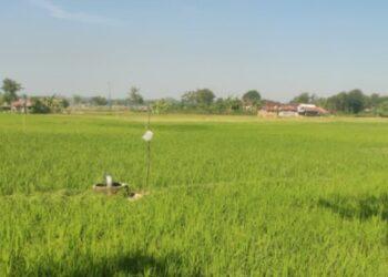 Andalkan Embung dan Pompanisasi, Petani Mojorembun Rembang Sukses Tanam Padi di MT3
