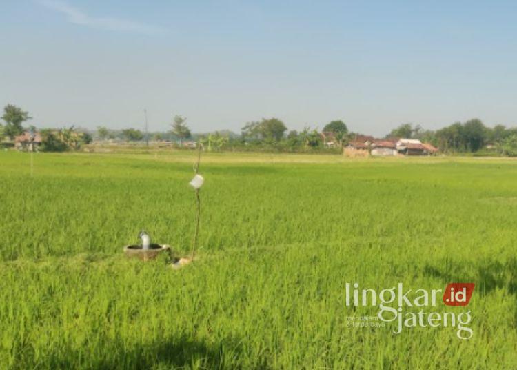 Pemanfaatan pompanisasi di lahan sawah Desa Mojorembun, Kecamatan Kaliori, Kabupaten Rembang. (Dok. Kelompok Tani Budi Luhur/Lingkarjateng.id)