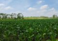 Produktivitas Tembakau di Rembang Meningkat, Perputaran Ekonomi Capai Rp455 Miliar 31 Lahan tembakau di wilayah Kabupaten Rembang. (Vicky Rio/Lingkarjateng.id)