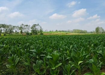 Produktivitas Tembakau di Rembang Meningkat, Perputaran Ekonomi Capai Rp455 Miliar