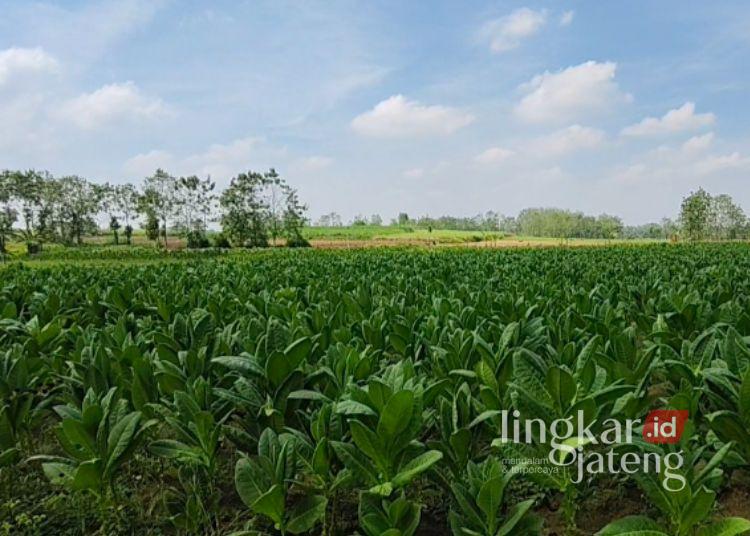 Lahan tembakau di wilayah Kabupaten Rembang. (Vicky Rio/Lingkarjateng.id)