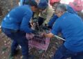 Damkar Kota Semarang saat mengevakuasi seekor lutung yang mengalami cedera parah usai tersengat aliran listrik tegangan tinggi di kawasan permukiman RT 05 RW 01, Kelurahan Plalangan, Kecamatan Gunungpati, Kota Semarang, Selasa, 28 Juli 2026. (Dok. Damkar Kota Semarang/Lingkarjateng.id)