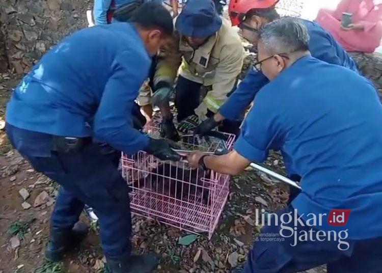 Damkar Kota Semarang saat mengevakuasi seekor lutung yang mengalami cedera parah usai tersengat aliran listrik tegangan tinggi di kawasan permukiman RT 05 RW 01, Kelurahan Plalangan, Kecamatan Gunungpati, Kota Semarang, Selasa, 28 Juli 2026. (Dok. Damkar Kota Semarang/Lingkarjateng.id)