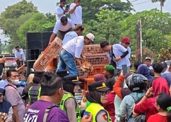 Para peternak ayam petelur Kabupaten Pekalongan membagikan ayam gratis kepada warga di Jalan Mandurorejo, Kajen, Senin, 10 Agustus 2026. (Fahri Akbar/Lingkarjateng.id)