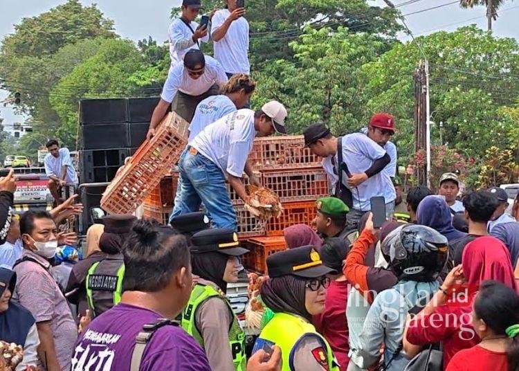 Demo Peternak Ayam Juga Terjadi di Pekalongan, Tuntut Harga Telur dan Pakan Distabilkan 25 Para peternak ayam petelur Kabupaten Pekalongan membagikan ayam gratis kepada warga di Jalan Mandurorejo, Kajen, Senin, 10 Agustus 2026. (Fahri Akbar/Lingkarjateng.id)