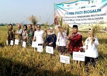 panen bersama Padi Biosalin I dan II di Lahan Eks Rob Klidungan, Kelurahan Degayu, Kecamatan Pekalongan Utara, pada Rabu (12/8). Foto :Dok.Pribadi/Lingkar