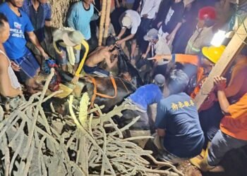 Tim gabungan bersama warga mengevakuasi sapi hamil yang tercebur ke septic tank di Desa Ketangi, Kecamatan Pamotan, Rembang. Foto : Dok. BPBD Rembang/Lingkar