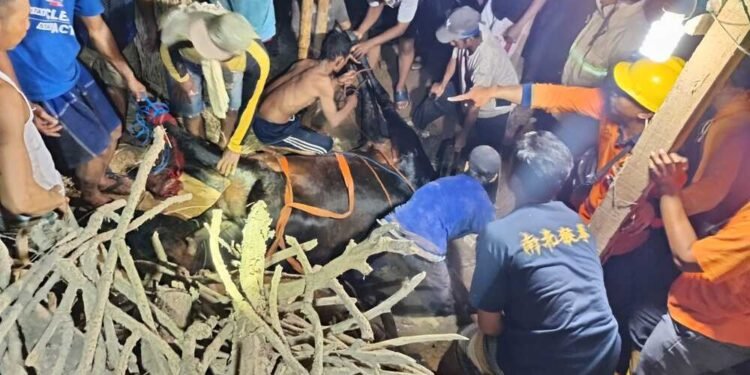 Tim gabungan bersama warga mengevakuasi sapi hamil yang tercebur ke septic tank di Desa Ketangi, Kecamatan Pamotan, Rembang. Foto : Dok. BPBD Rembang/Lingkar