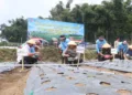 Kapolres Semarang, bersama Plt Kepala Dispertanikap, dan petani melakukan penanaman bawang putih serentak di Desa Batur, Kecamatan Getasan. Foto : Hesti Imaniar/Lingkar
