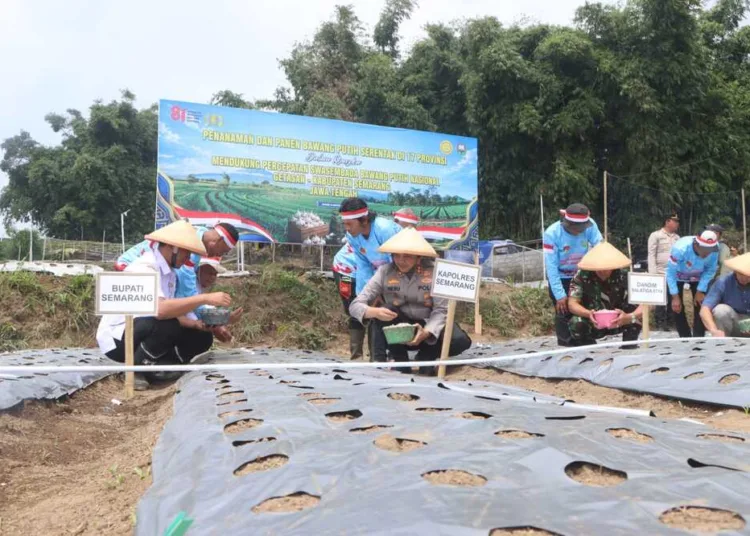 Kapolres Semarang, bersama Plt Kepala Dispertanikap, dan petani melakukan penanaman bawang putih serentak di Desa Batur, Kecamatan Getasan. Foto : Hesti Imaniar/Lingkar