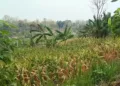 POTRET: Lahan pertanian jagung di Desa Asemrudung, Kecamatan Geyer, Kabupaten Grobogan pada Agustus 2026. (dok for Lingkarjateng.id)