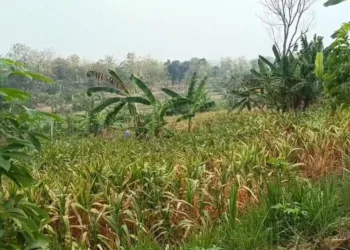 Imbas Kekeringan, Hasil Panen Jagung di Asemrudung Grobogan Turun hingga 80 Persen