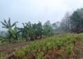 Kemarau Panjang, Hasil Panen Petani Grobogan Merosot Drastis hingga Terpaksa Jual Sapi 35 POTRET: Lahan pertanian di Kabupaten Grobogan. (dok for Lingkarjateng.id)