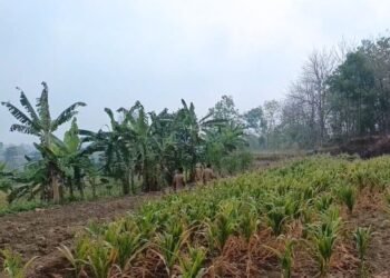 Kemarau Panjang, Hasil Panen Petani Grobogan Merosot Drastis hingga Terpaksa Jual Sapi