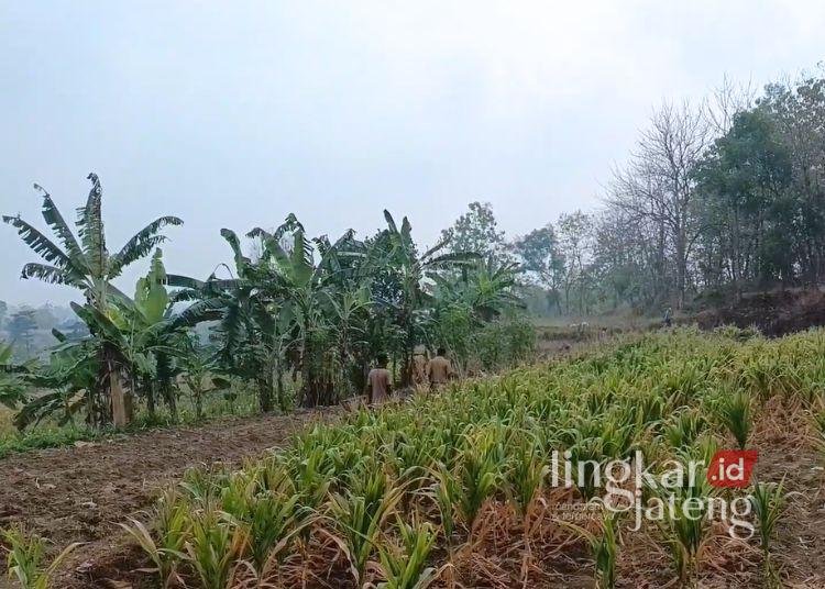 POTRET: Lahan pertanian di Kabupaten Grobogan. (dok for Lingkarjateng.id)