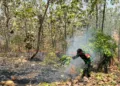 Personel TNI berjibaku memadamkan api yang membakar lahan milik Perum Perhutani di kawasan RPH Magangan Petak 87, Desa Jatirejo, Kecamatan Pegandon, Kabupaten Kendal, Senin siang, 24 Agustus 2026. (Anik Kustiani/Lingkarjateng.id)
