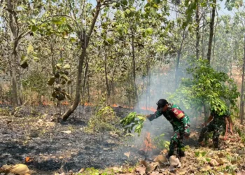 Personel TNI berjibaku memadamkan api yang membakar lahan milik Perum Perhutani di kawasan RPH Magangan Petak 87, Desa Jatirejo, Kecamatan Pegandon, Kabupaten Kendal, Senin siang, 24 Agustus 2026. (Anik Kustiani/Lingkarjateng.id)