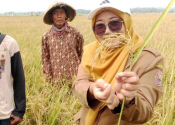 Kepala Bidang Tanaman Pangan Dispaperta Batang, Rini Diana Anggiani, meninjau lahan padi biosalin di Desa Depok, Kecamatan Kandeman, Kabupaten Batang, Senin, 10 Agustus 2026. (Humas Pemkab Batang/Lingkarjateng.id)