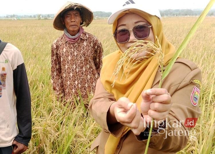 Kepala Bidang Tanaman Pangan Dispaperta Batang, Rini Diana Anggiani, meninjau lahan padi biosalin di Desa Depok, Kecamatan Kandeman, Kabupaten Batang, Senin, 10 Agustus 2026. (Humas Pemkab Batang/Lingkarjateng.id)