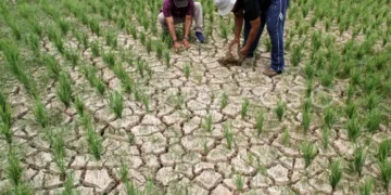 Lahan sawah dengan tanaman padi terdampak kekeringan. (Antara/Lingkarjateng.id)