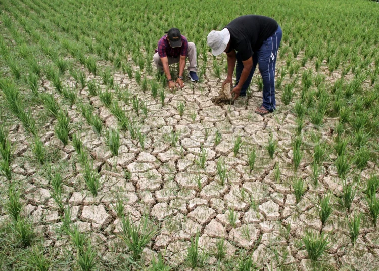 Lahan sawah dengan tanaman padi terdampak kekeringan. (Antara/Lingkarjateng.id)