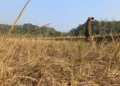 Lahan pertanian di sawah bengkok di Dusun Pluwang, Desa Wringin Putih, Bergas, Kabupaten Semarang menguning dampak kemarau akibat debit air irigasi menurun. Foto : Hesty Imaniar/Lingkar