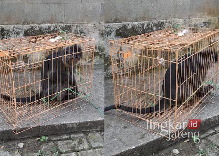 Seekor lutung Jawa yang ditemukan warga di wilayah Gemek, Kecamatan Kedungwuni, berhasil dievakuasi Tim Damkar Kabupaten Pekalongan, Senin, 3 Agustus 2026. (Damkar Kabupaten Pekalongan/Lingkarjateng.id)