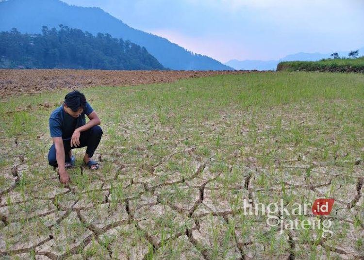 Petani Pekalongan Keluhkan Irigasi Tak Memadai di Tengah Kekeringan, Harapkan Perhatian Pemerintah 25 Kondisi sawah yang mengalami kekeringan di Dusun Petungkon, Desa Tembelanggunung, Kecamatan Lebakbarang, Kabupaten Pekalongan. Tanah sawah tampak retak-retak akibat minimnya pasokan air selama musim kemarau, Minggu, 9 Agustus 2026 sore. (Fahri Akbar/Lingkarjateng.id)