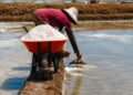 Petani garam di Kecamatan Lasem, Kabupaten Rembang, tengah memanen garam saat musim kemarau. (Vicky Rio/Lingkarjateng.id)