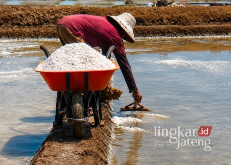 Panen Garam Melimpah, Petani Rembang Justru Dihadapkan Harga Jual yang Rendah 25 Petani garam di Kecamatan Lasem, Kabupaten Rembang, tengah memanen garam saat musim kemarau. (Vicky Rio/Lingkarjateng.id)
