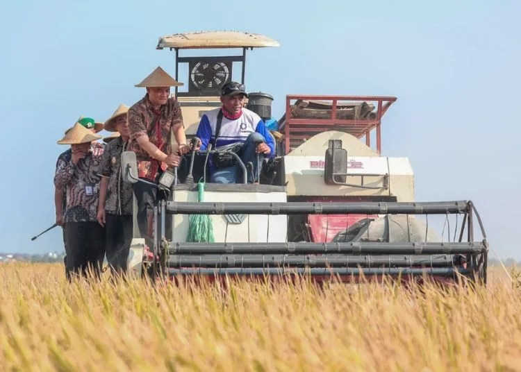 Gubernur Jateng, Ahmad Luthfi, ikut panen raya padi di Desa Kedungbanjar, Kecamatan Taman, Kabupaten Pemalang, Kamis, 3 September 2026. (Humas Pemprov Jateng)