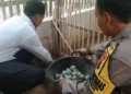 Badan Usaha Milik Desa (BUMDes) Mulya Sejati di Desa Jatipecaron, Kecamatan Gubug, Kabupaten Grobogan. Foto : Dok.Pribadi/Lingkar
