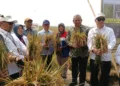 Pemkab Batang bersama BRIN dan Kementan melakukan panen raya padi Biosalin di lahan pesisir terdampak abrasi dan intrusi air laut, Jumat (18/9). Foto : Dok.Pemkab Batang/Lingkar