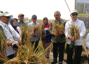 Pemkab Batang bersama BRIN dan Kementan melakukan panen raya padi Biosalin di lahan pesisir terdampak abrasi dan intrusi air laut, Jumat (18/9). Foto : Dok.Pemkab Batang/Lingkar