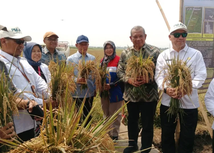Pemkab Batang bersama BRIN dan Kementan melakukan panen raya padi Biosalin di lahan pesisir terdampak abrasi dan intrusi air laut, Jumat (18/9). Foto : Dok.Pemkab Batang/Lingkar