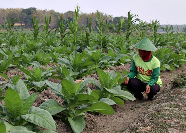Petani Tembakau. Foto :Dok DP4 For Lingkar