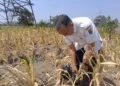 Kondisi lahan pertanian di wilayah Mranggen Demak yang ditanami jagung. Foto : Lingkar Network / Burhan
