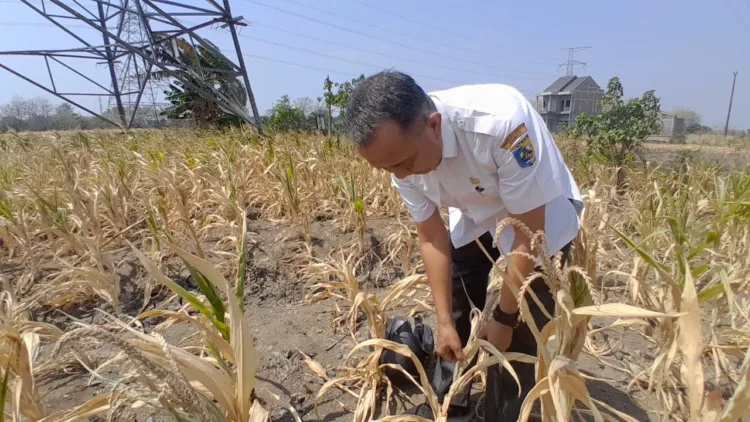 Kondisi lahan pertanian di wilayah Mranggen Demak yang ditanami jagung. Foto : Lingkar Network / Burhan