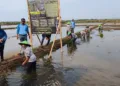 Sejumlah petani melakukan tanam padi di kawasan pesawahan peisir Kabupaten Batang. Foto: Dok.Diskominfo Batang/Lingkar