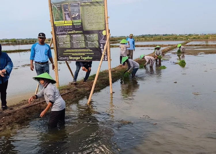 Sejumlah petani melakukan tanam padi di kawasan pesawahan peisir Kabupaten Batang. Foto: Dok.Diskominfo Batang/Lingkar