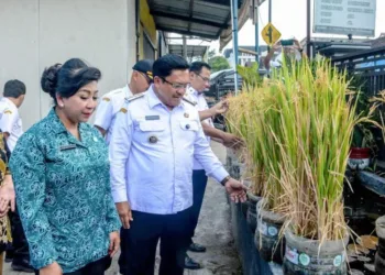 Wali Kota Salatiga Robby Hernawan meninjau produksi padi pot di Kelurahan Randuacir, Kecamatan Argomulyo, Rabu, 9 September 2026. (Dok Prokompim Setda Salatiga/Lingkarjateng.id)