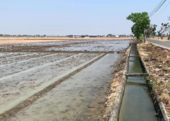 Areal persawahan di Desa Banjarsari, Kecamatan Gajah, Kabupaten Demak yang mulai teraliri air usai Waduk Kedungombo dibuka sejak 15 September 2026. (M Burhanuddin Aslam/Lingkarjateng.id)