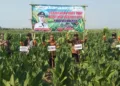 Kegiatan panen tembakau dalam rangka Hari Tani Nasional di Desa Pamongan, Kecamatan Guntur, Jumat, 25 September 2026. (M Burhanuddin Aslam/Lingkarjateng.id)