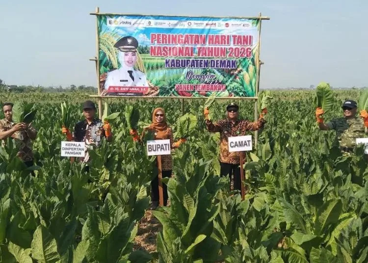 Kegiatan panen tembakau dalam rangka Hari Tani Nasional di Desa Pamongan, Kecamatan Guntur, Jumat, 25 September 2026. (M Burhanuddin Aslam/Lingkarjateng.id)