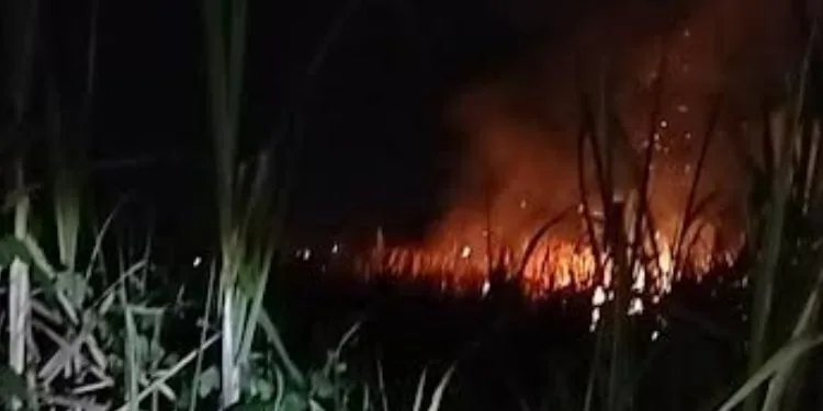 Kebakaran lahan tebu di Desa Gemiring Lor, Kecamatan Nalumsari, Jepara, pada Rabu 16 September 2026. (Dok. Damkar Jepara/Lingkarjateng.id)
