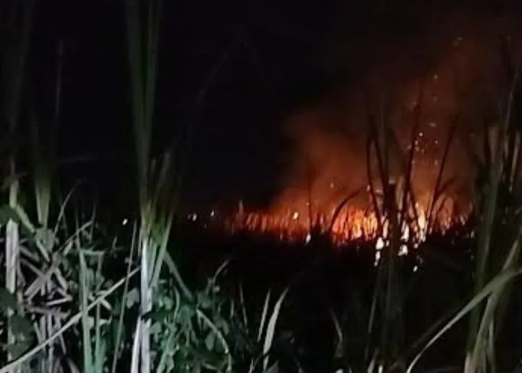 Kebakaran lahan tebu di Desa Gemiring Lor, Kecamatan Nalumsari, Jepara, pada Rabu 16 September 2026. (Dok. Damkar Jepara/Lingkarjateng.id)