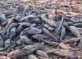 Fenomena kemunculan ribuan ikan sapu-sapu di Bendung Karet Sungai Juwana yang surut. (Lingkarjateng.id)